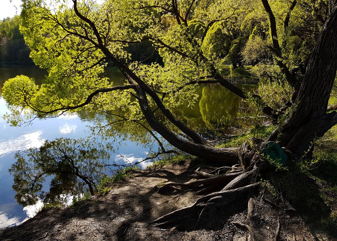 Буйство изумрудной майской зелени над зеркалом пруда... - Ольга Русанова (olg-rusanowa2010)