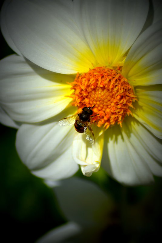 Пчелка - Петр 