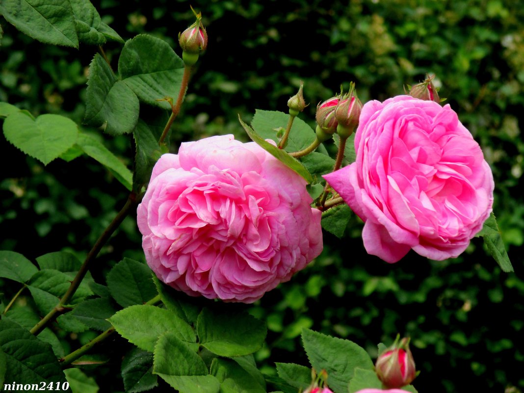 Первые чайные розы - Нина Бутко
