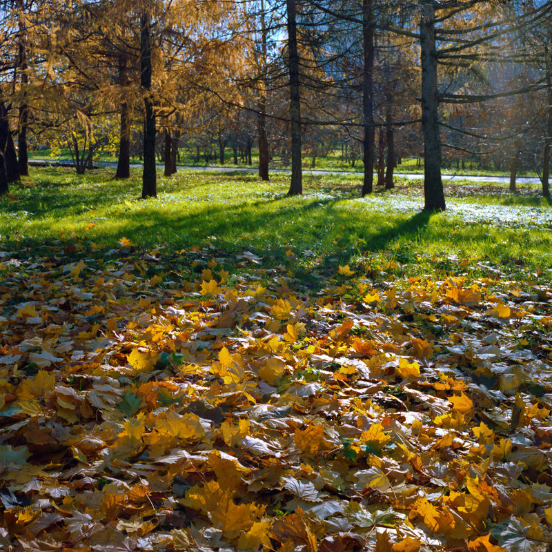 "Осень в парке" - Александр 
