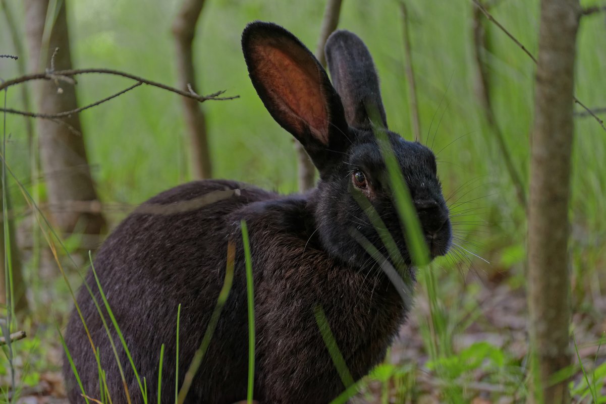 Кролик не заяц - PRoBoF- Feofannen