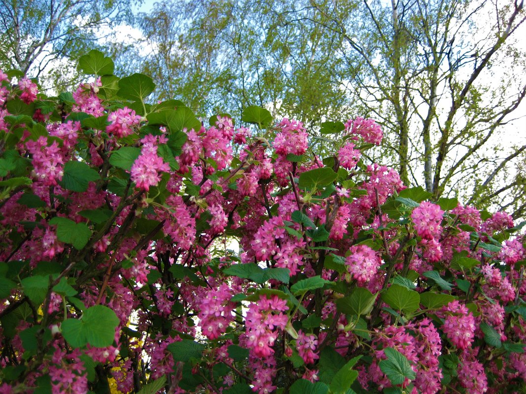 Цветет смородина в апреле - spm62 Baiakhcheva Svetlana