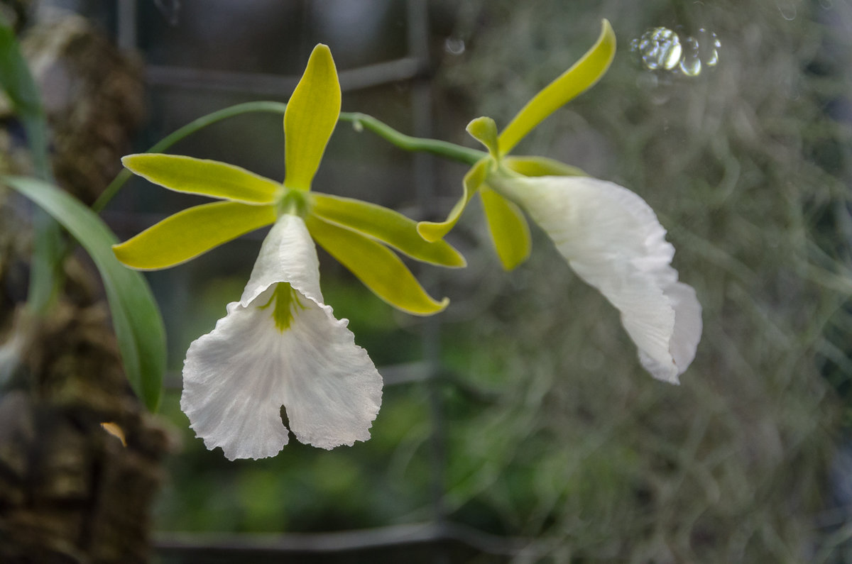 орхидеи цветут - Лариса *
