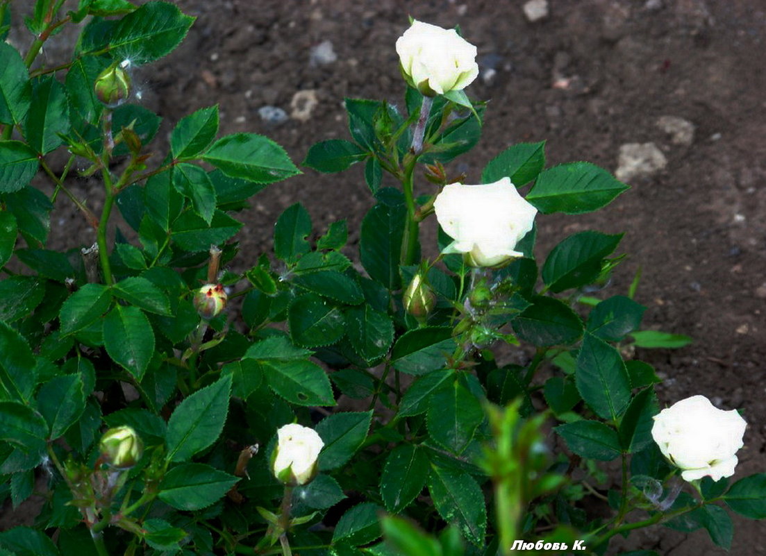 Белые розы.... - Любовь К.
