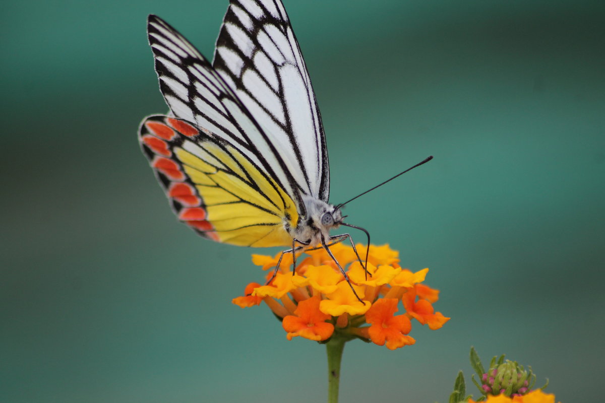 бабочка на цветке - maikl falkon 