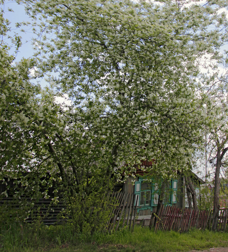 Ветерок и черёмуха возле дома - Алексей Хвастунов