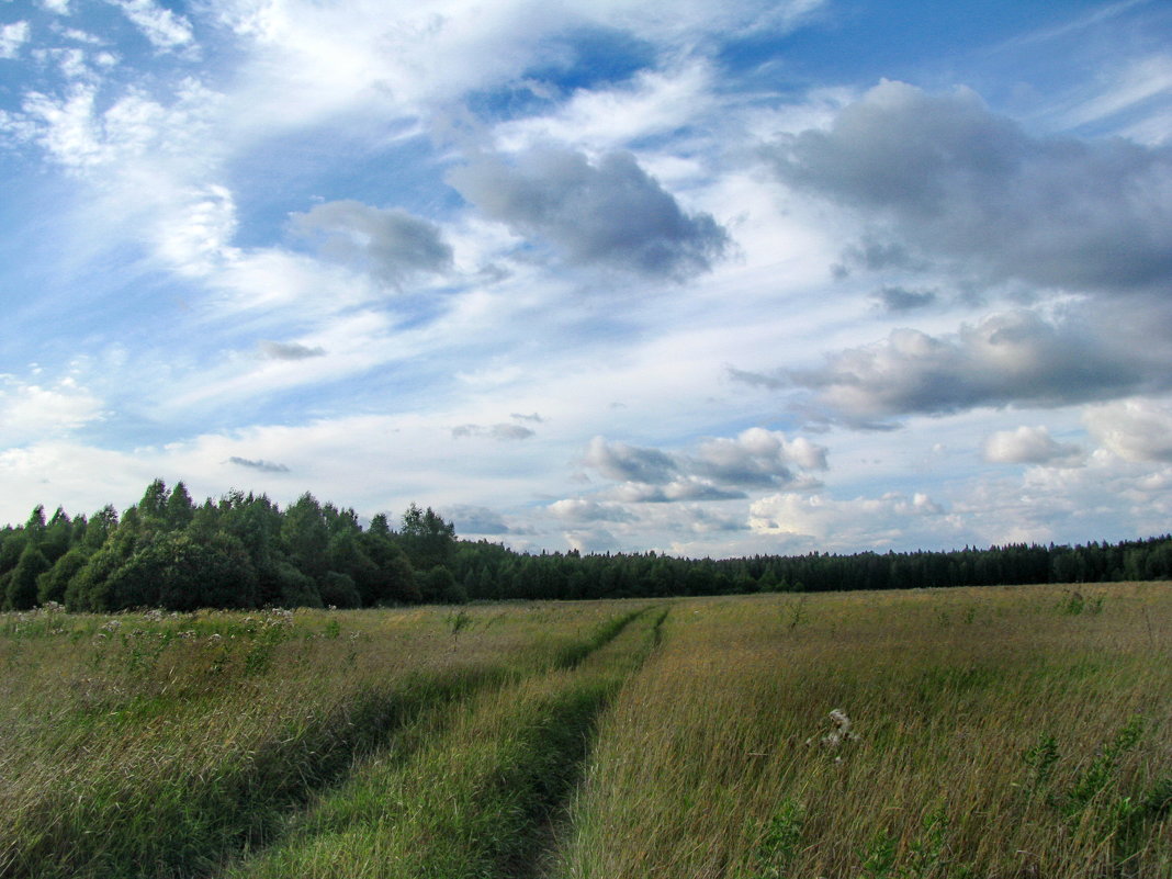 поле - Лара Симонова 