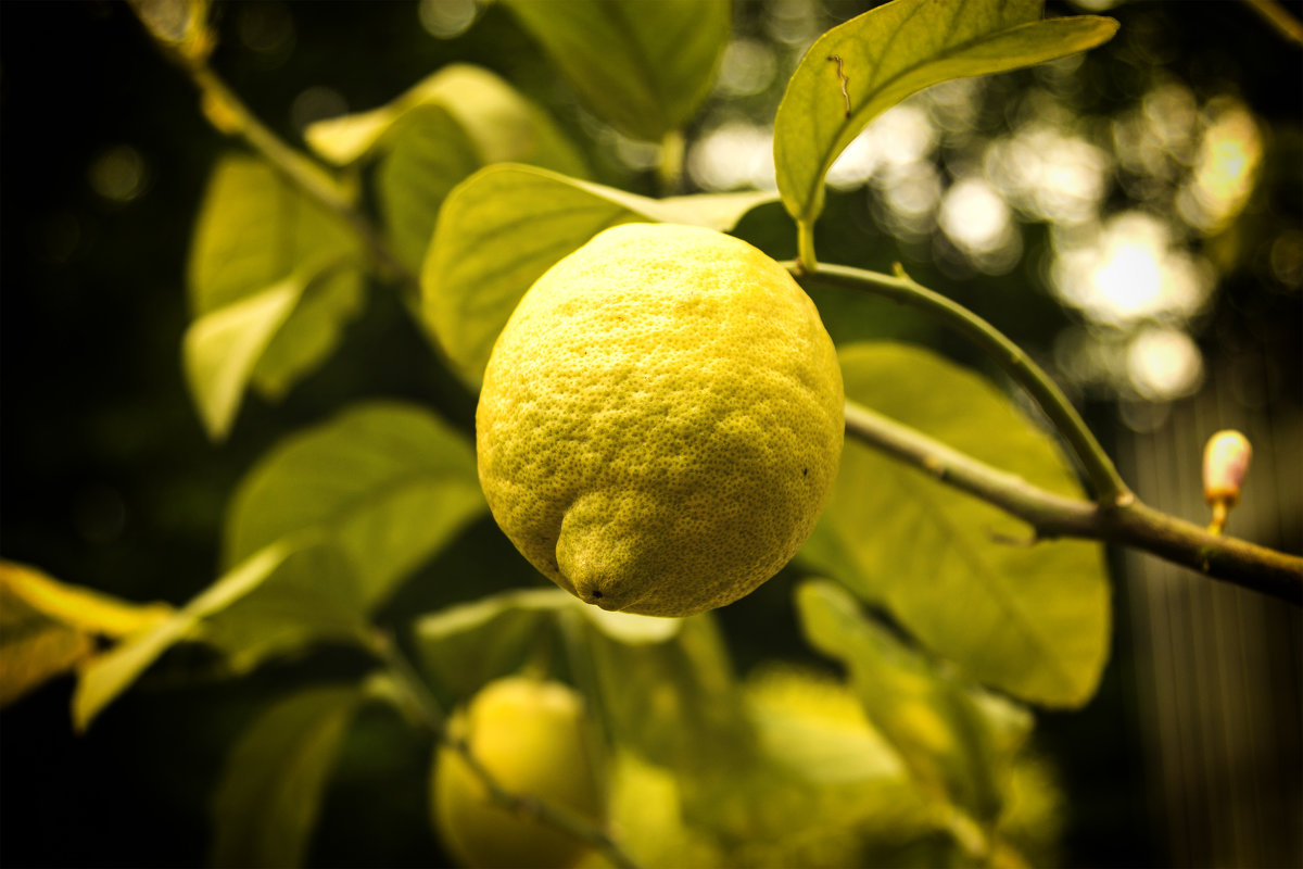 Lemon tree ... - Сергей Козырев