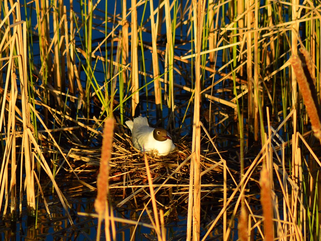 Озерная чайка на гнезде - Дмитрий Стрельников