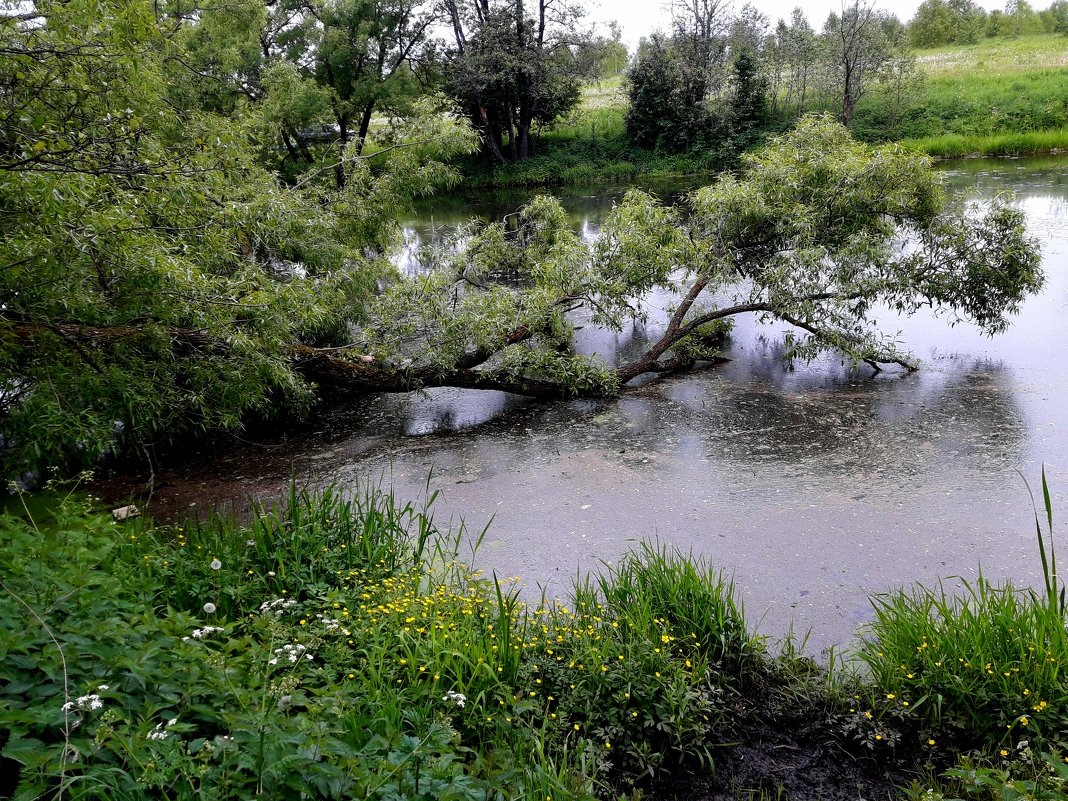 Река Рожайка в Домодедовском районе - Tata Wolf