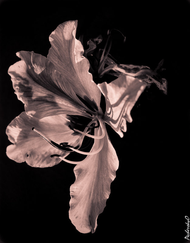 Портрет цветка - Ольга 
