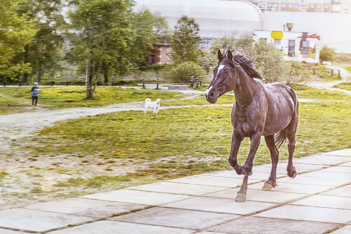 конь, - Lidiya Gaskarova