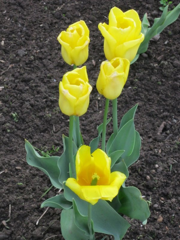 Пять тюльпанов жёлтых - Дмитрий Никитин