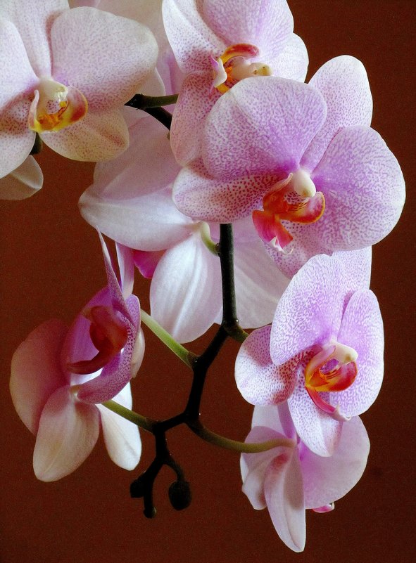 Душа орхидеи - Сергей Карачин