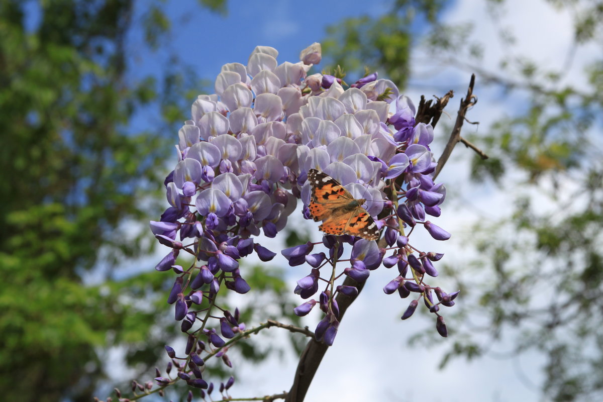 Бабочка на цветке - Алла ZALLA