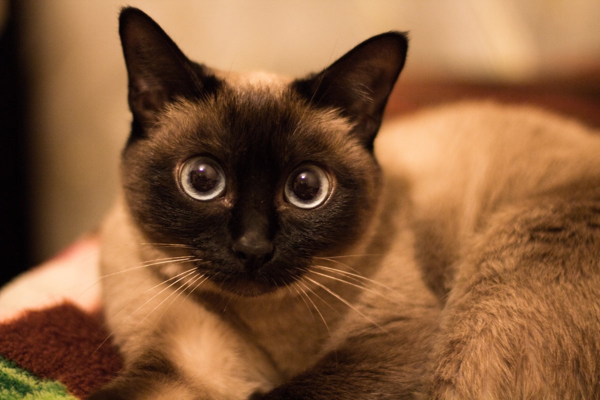 Удивлённый взгляд кошки - Valentina Zaytseva