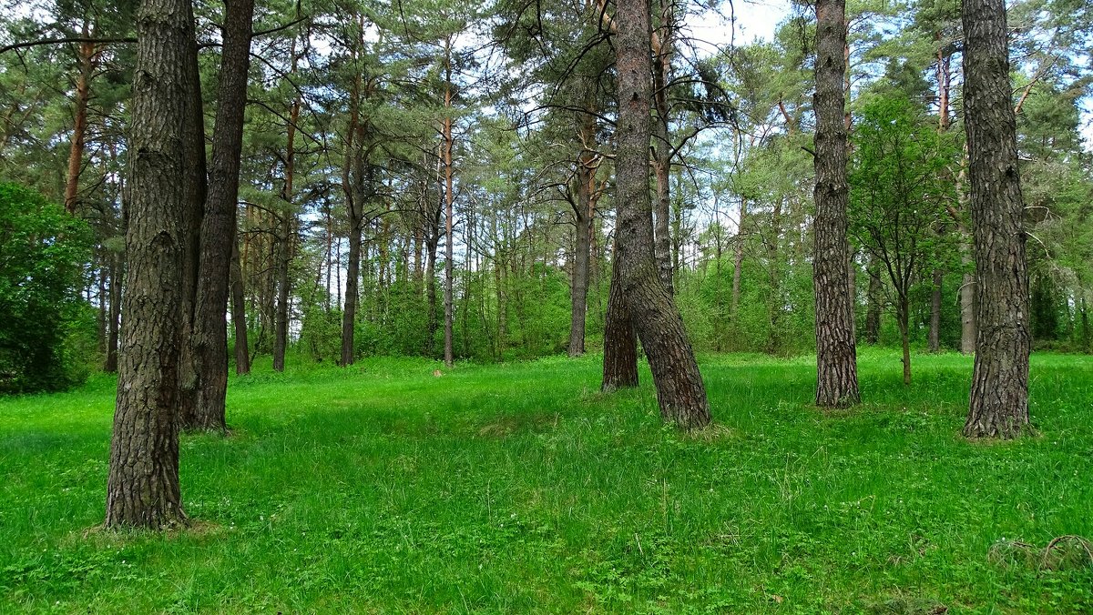 В майском лесу - Милешкин Владимир Алексеевич 