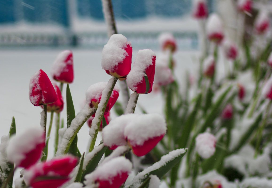 тюльпаны в снегу - алексей турта