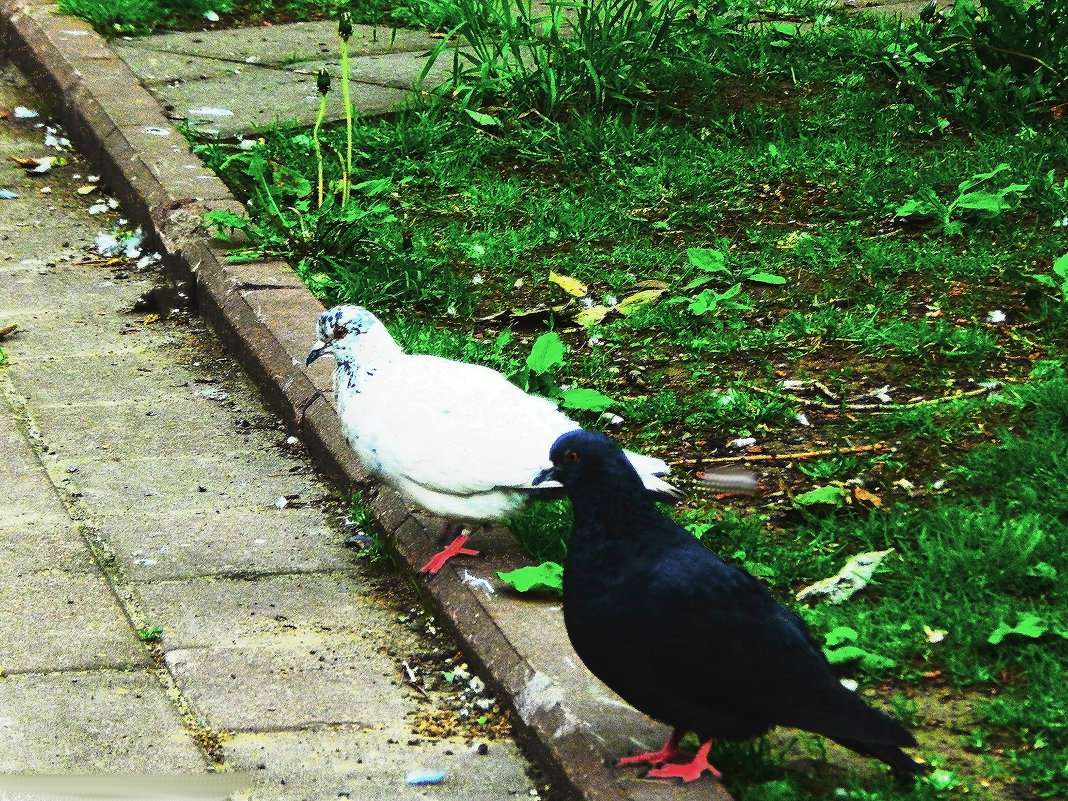 голуби в сквере - Павел Нарышкин