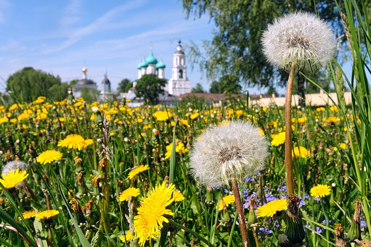 Картинки одуванчиков фото одуванчиков