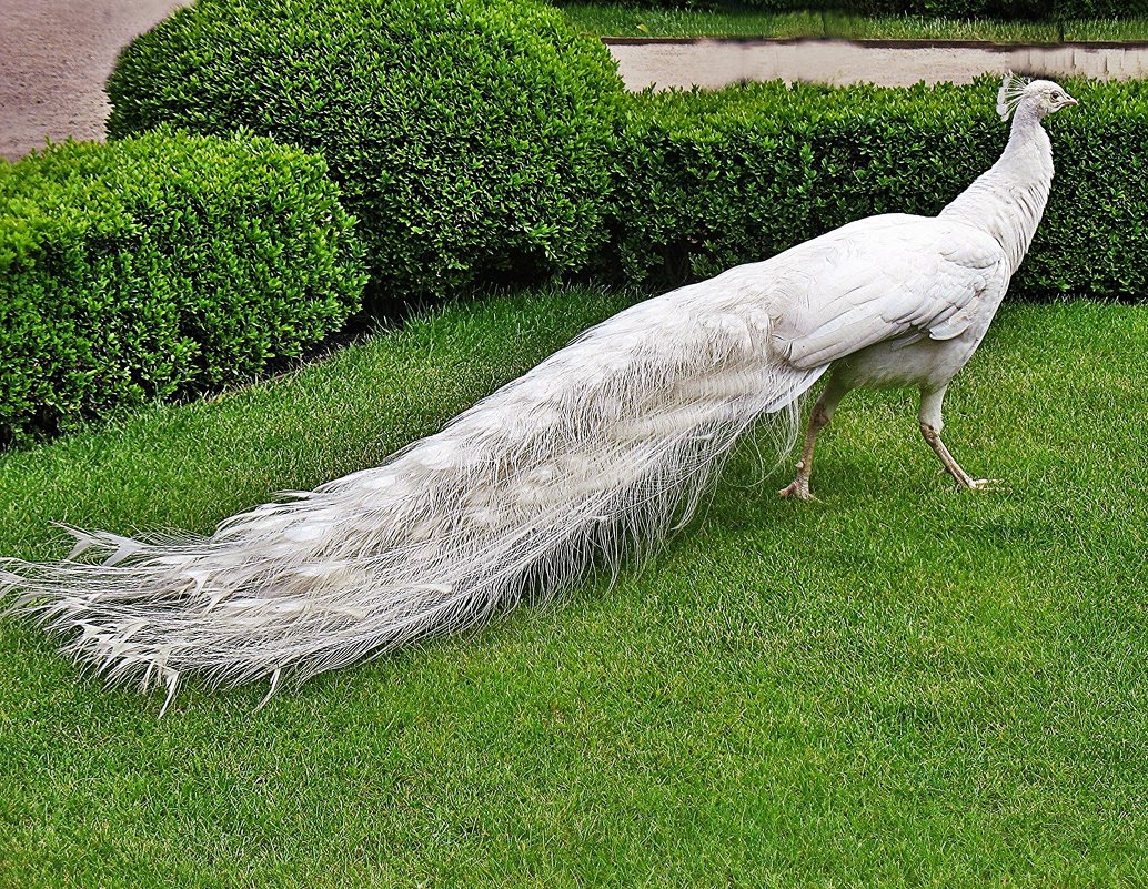 Самая главная изюминка Вальдштейнского сада - вот этот красавец - Белоснежный павлин - Елена Павлова (Смолова)