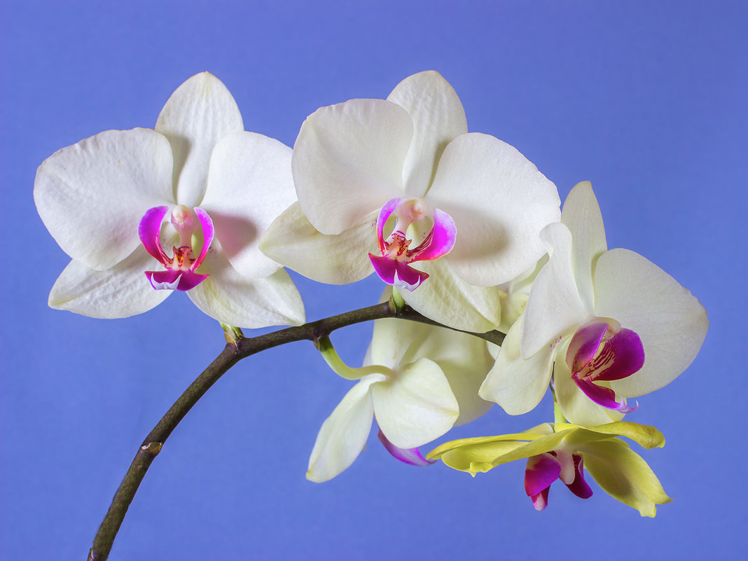 Орхидея - prvivl prvivl
