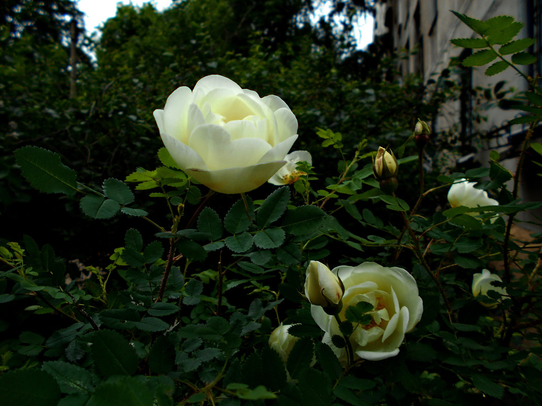 Куст белых роз - Tarka 