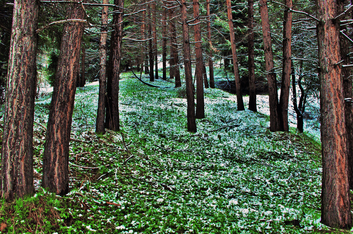 Весна в горах - Сергей 