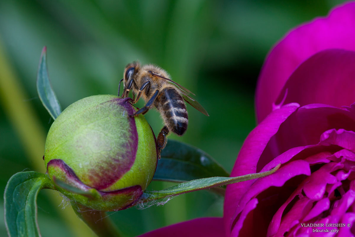 Пчела-труженица - Sait Profoto