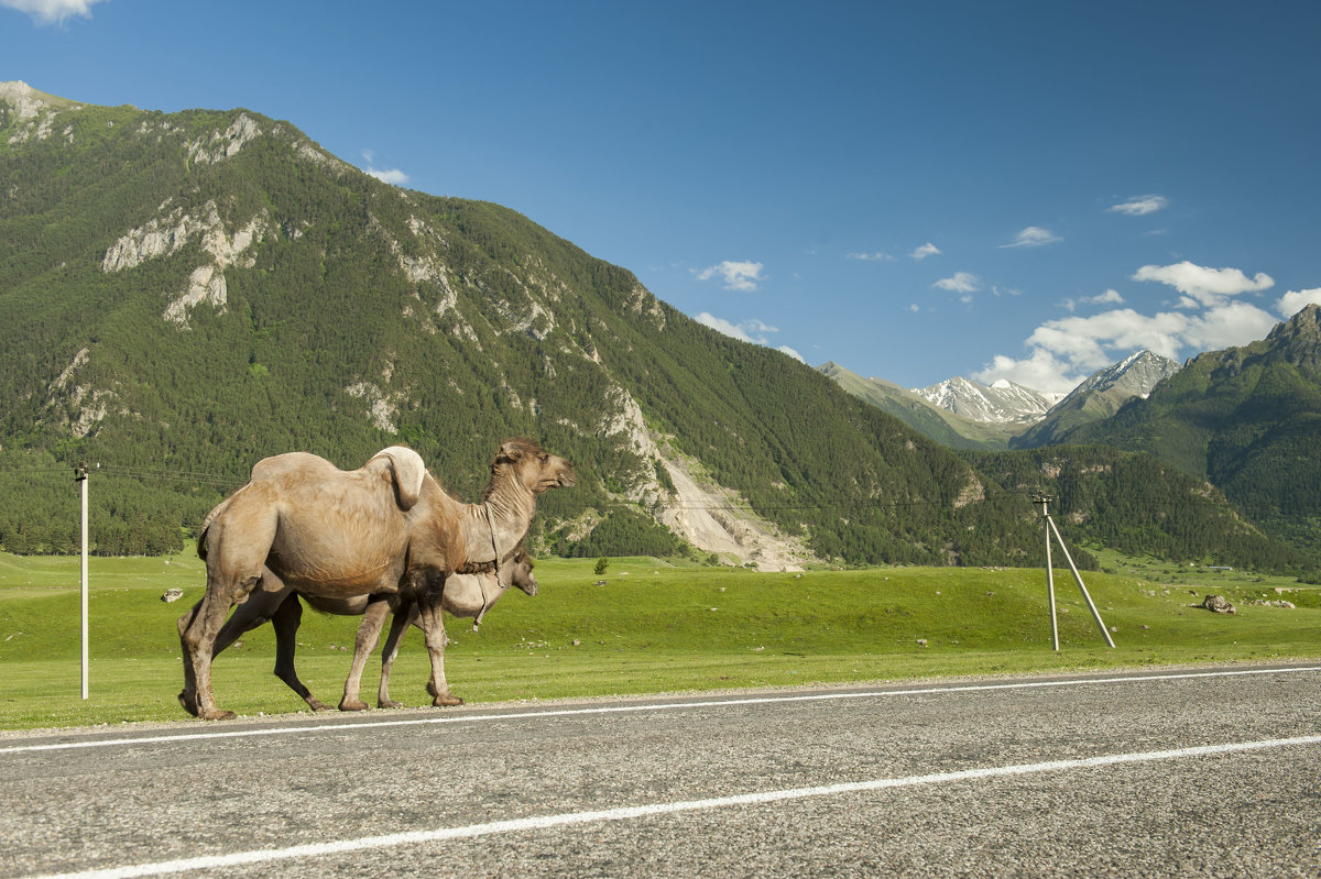верблюды на Кавказе - Евгений Khripp