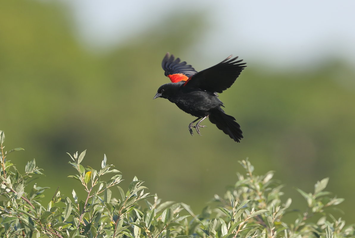 Red Winged Blackbird - Naum 
