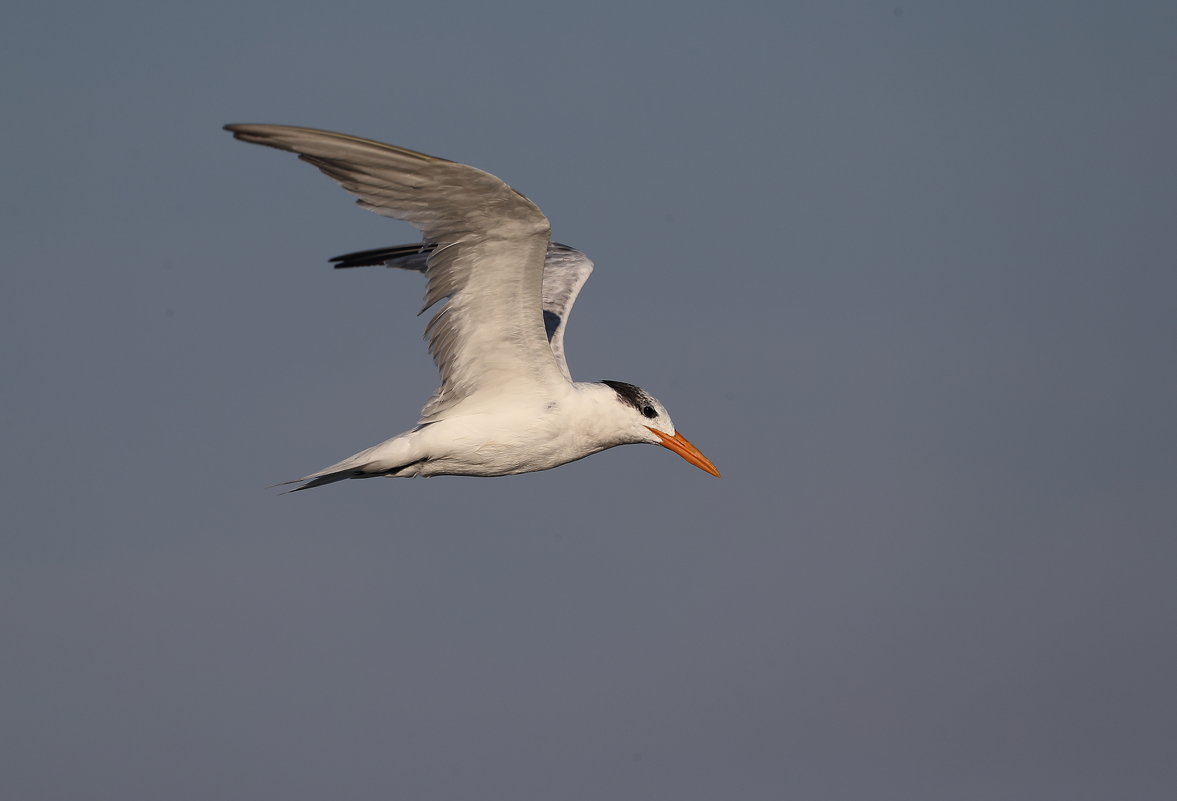 Tern - Naum 