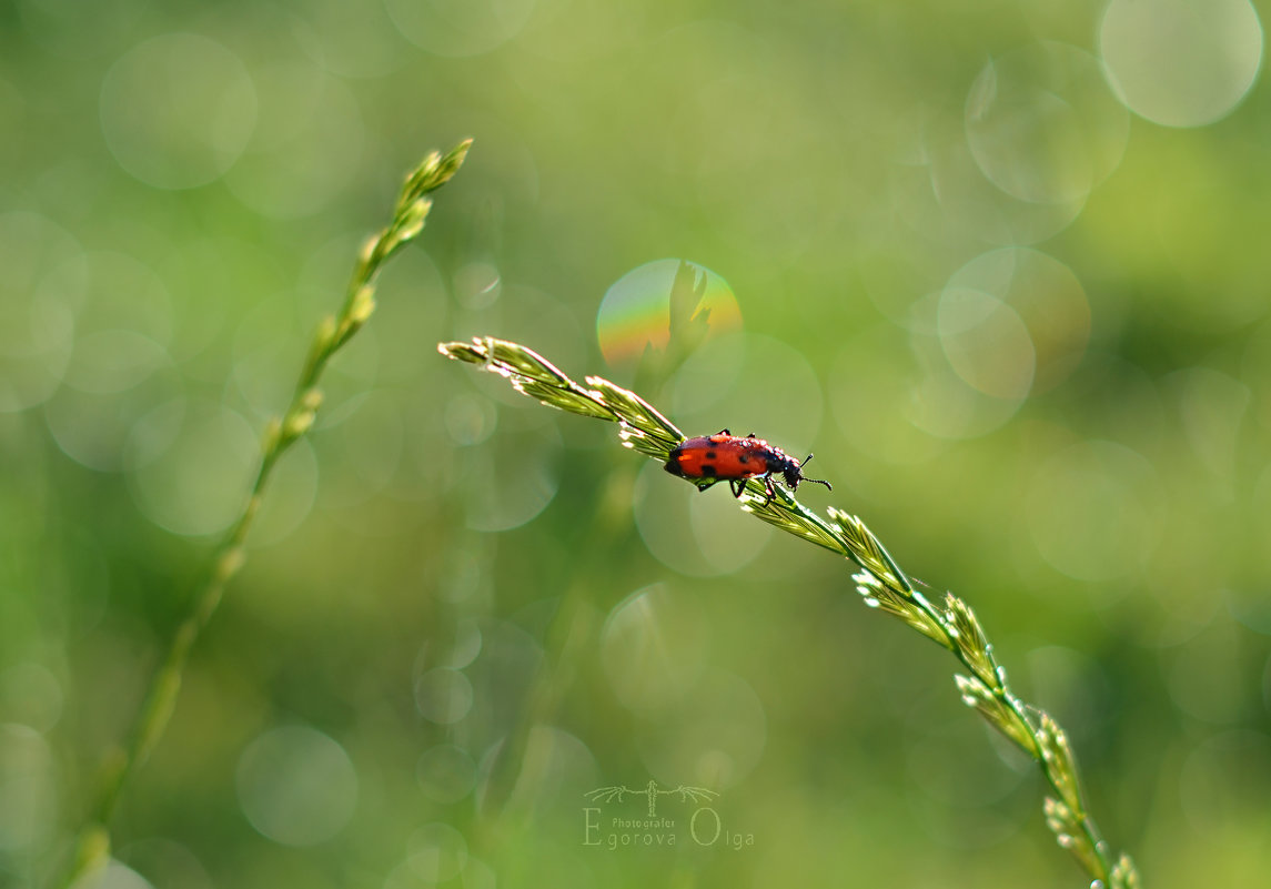Beetle and rainbow! - Ольга Егорова