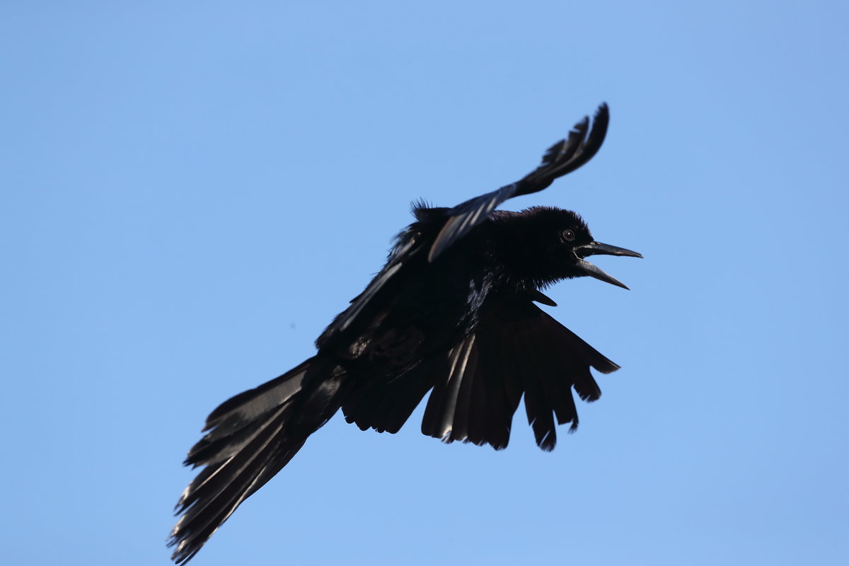 boat-tailed grackle - Naum 