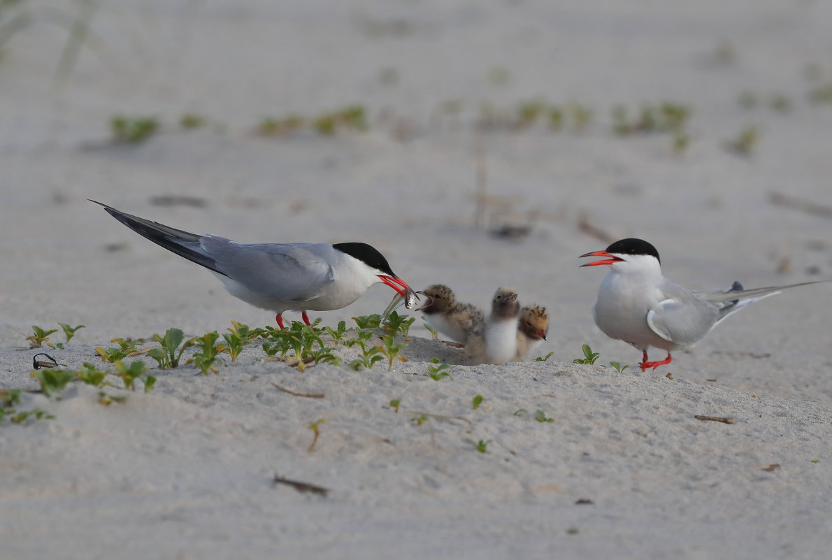 Terns - Naum 