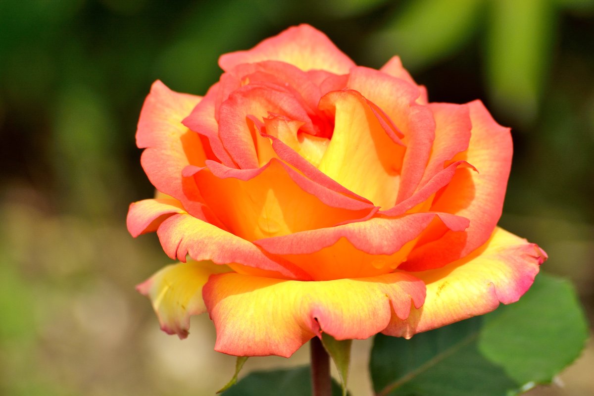 Розы моего сада - Юрий 