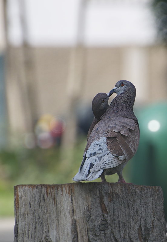 голуби ... в парке белок - Svetlana Galvez