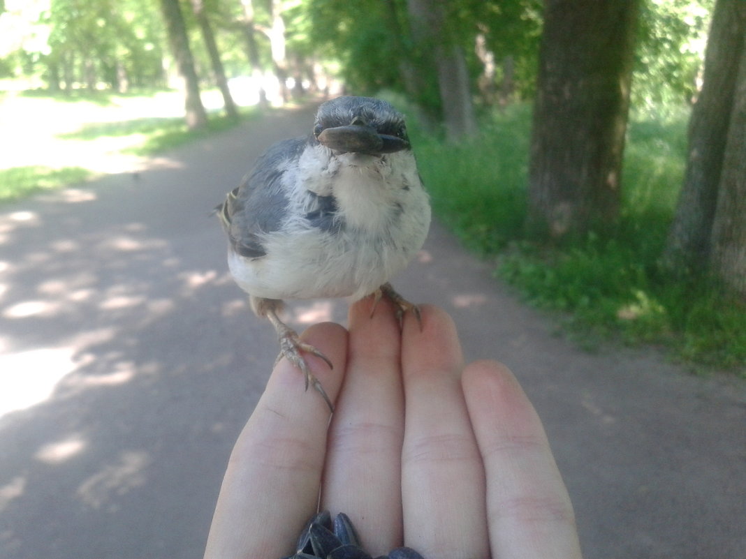 Поползень - Сапсан 