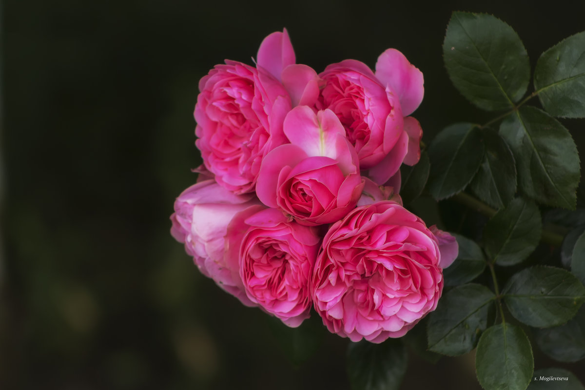 Розовое великолепие. - Svetlana 