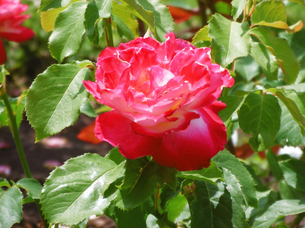 Красная роза - татьяна 