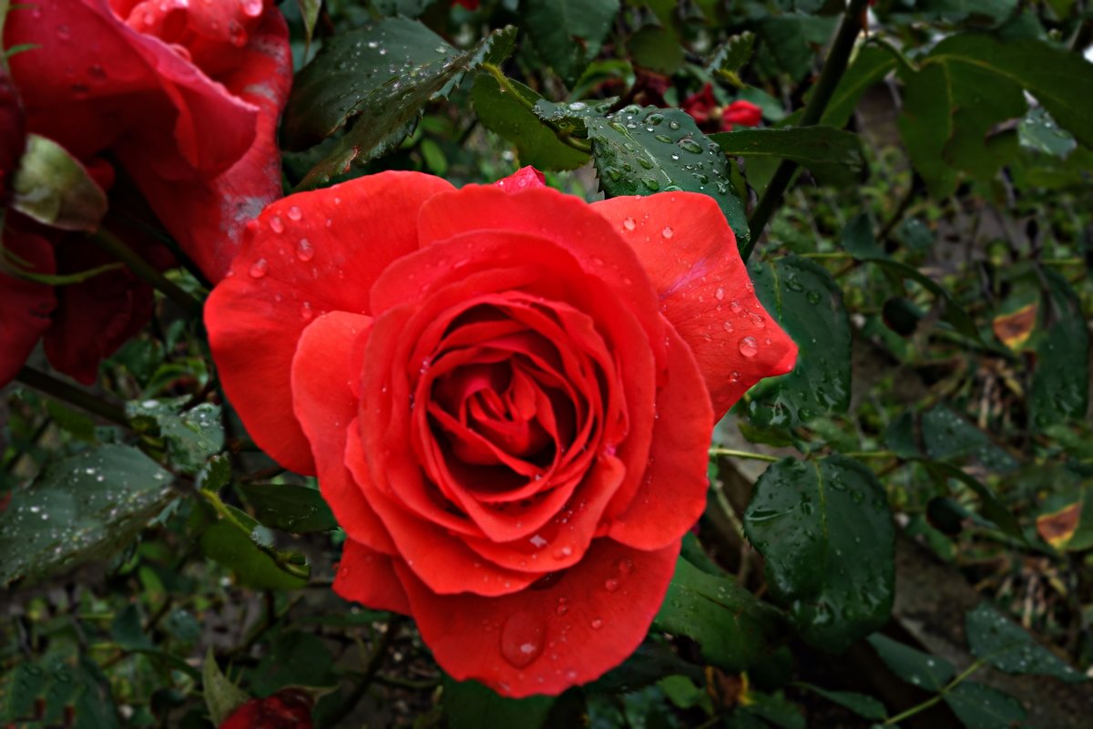 Розы под дождем... - Galina Dzubina