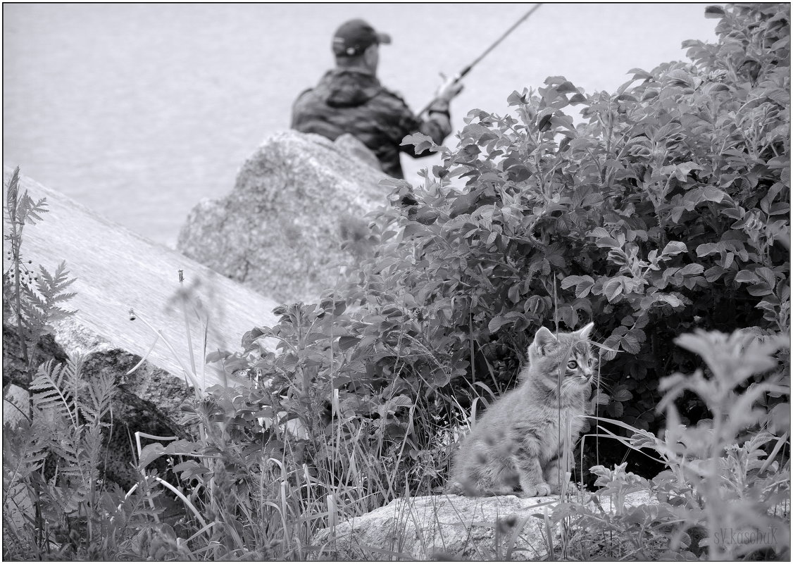 грозный котяра-рыболов - sv.kaschuk 