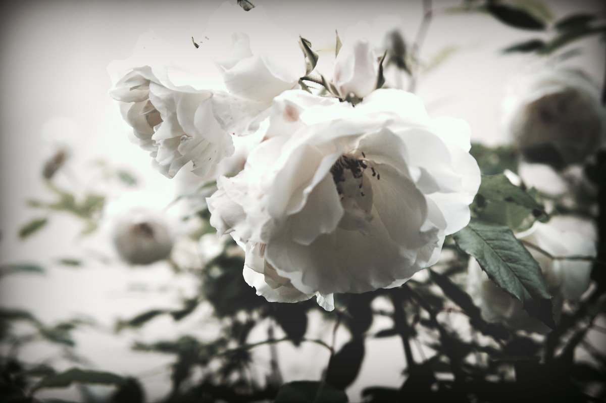 Белые цветы - Людмила Самойлова