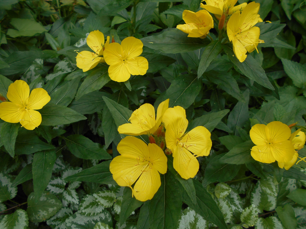 Жёлтенькие цветочки - Tarka 
