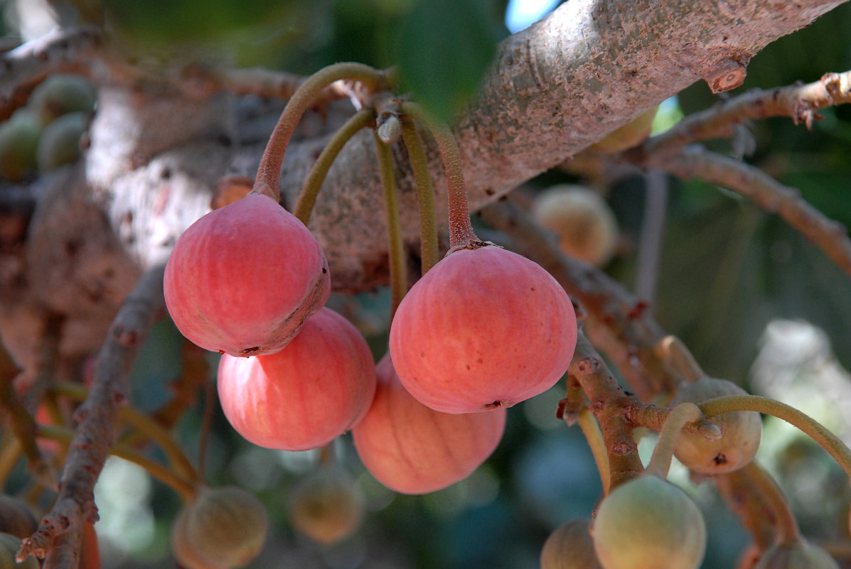 Сикомора  (сикомор) — плодовое дерево из рода фикусовых. - Надя Кушнир
