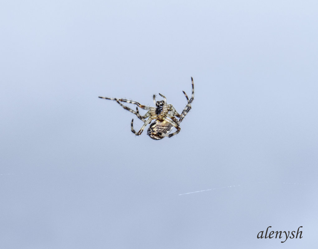 Наши северные пауки - уменьшенная копия тарантула) - Алена Малыгина