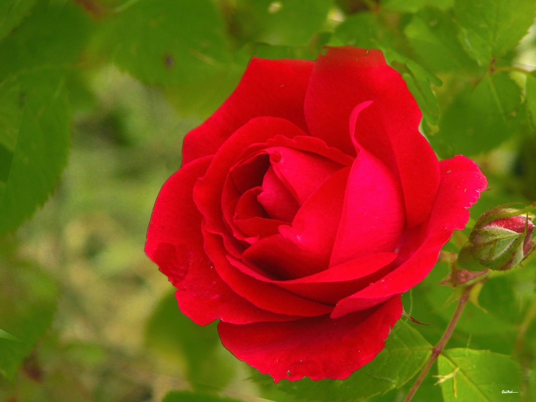 Розы  - розы  4 - Юрий 