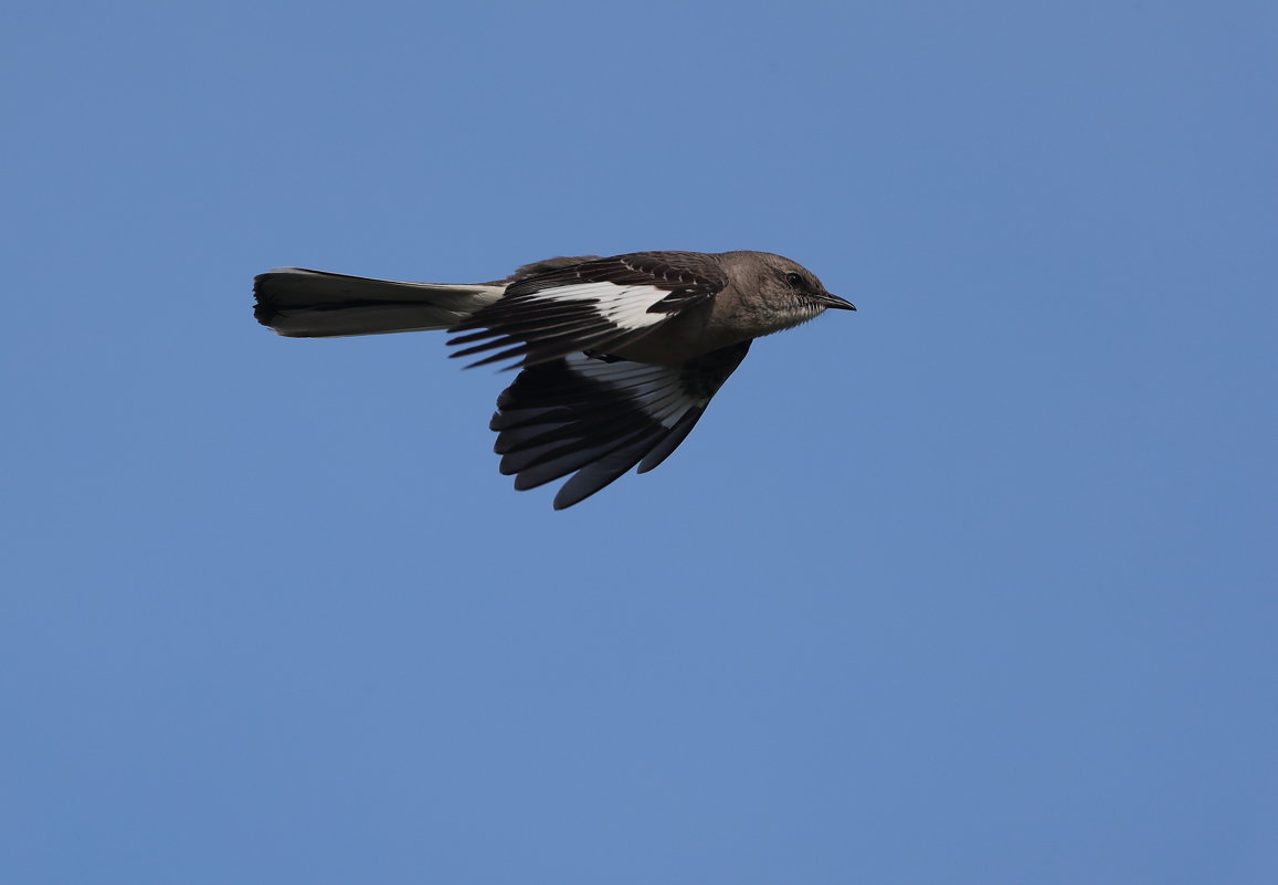 Northern Mockingbird - Naum 