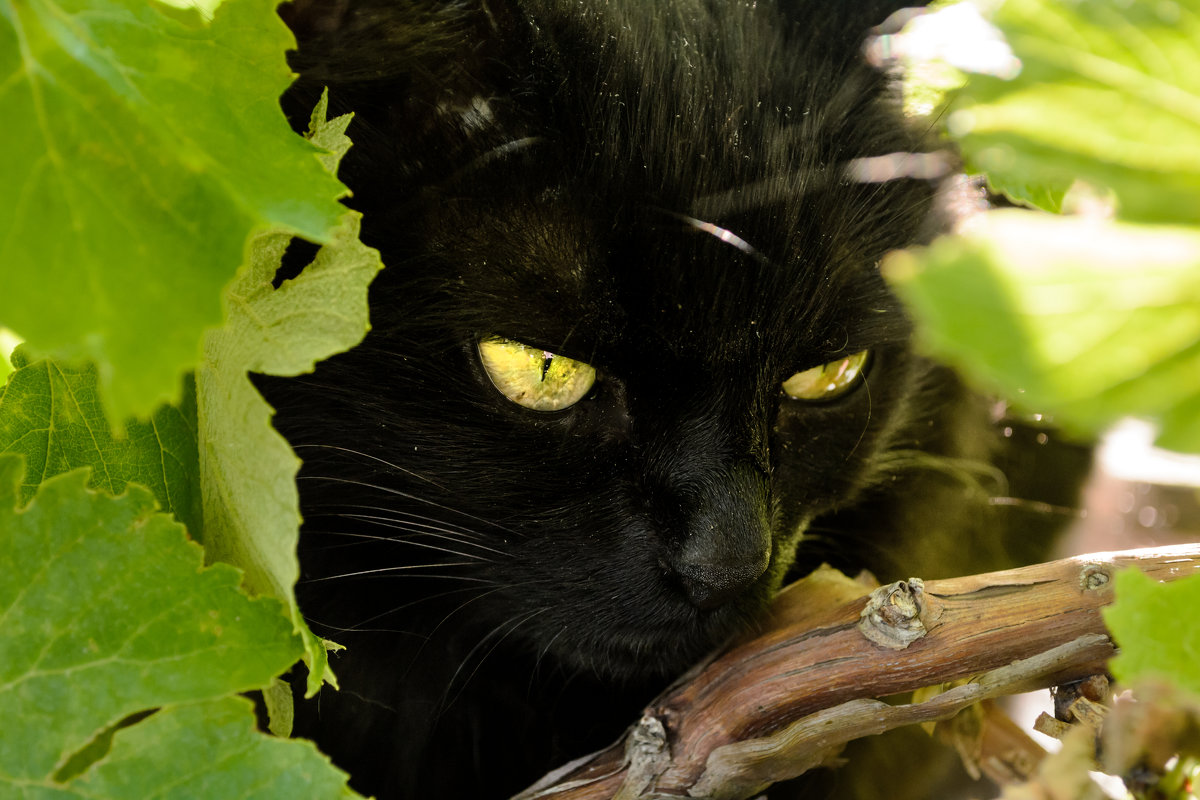 Кошка в зеленом саду - Алиса Нелеп