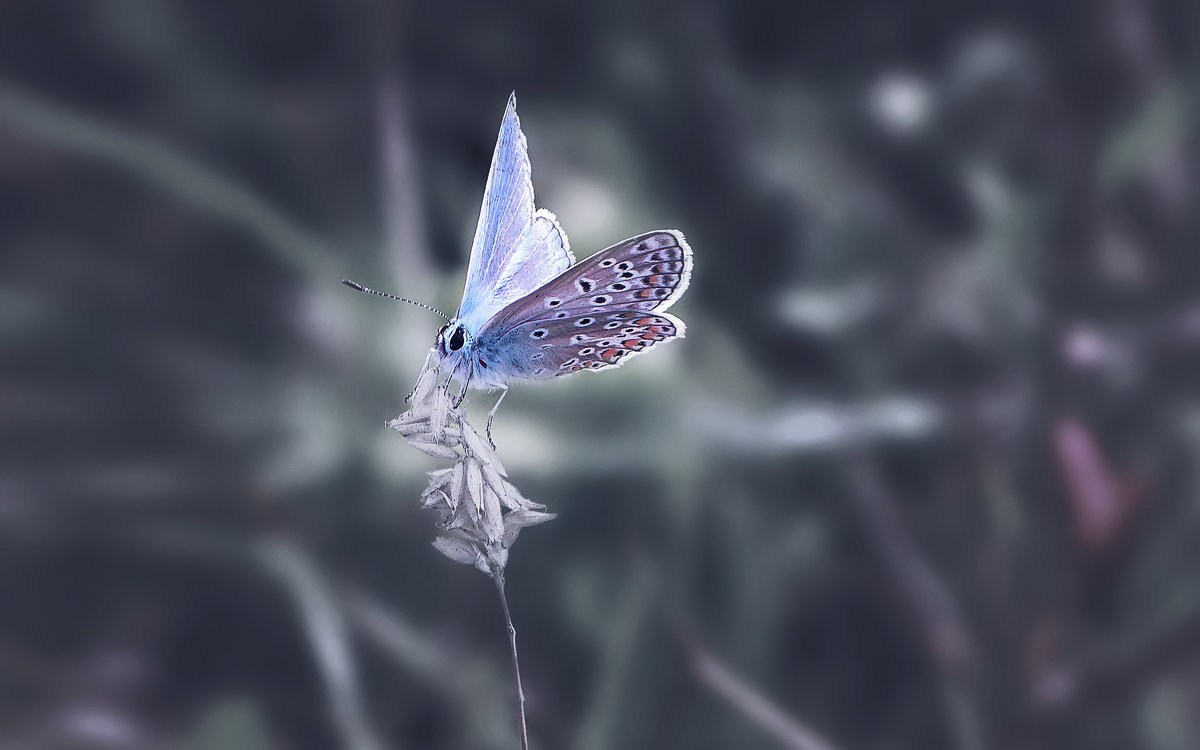 бабочка колечко - Лилия .